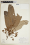 Virola elongata (Benth.) Warb., PERU, F
