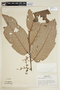 Virola elongata (Benth.) Warb., PERU, F