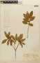 Erythroxylum ambiguum var. hymenophyllum O. E. Schulz, Brazil, P. K. H. Dusén 7040, F