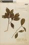 Erythroxylum ambiguum var. hymenophyllum O. E. Schulz, Brazil, P. K. H. Dusén 12139, F