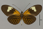 124278 Heliconius melpomene aglaope v IN