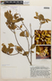 Erythroxylum cataractarum Spruce ex Peyr., Colombia, T. C. Plowman 4265, F