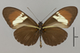 124279 Heliconius heurippa v IN