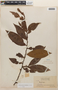 Erythroxylum citrifolium A. St.-Hil., Guyana, J. S. de la Cruz 1851, F