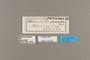 124280 Heliconius melpomene penelope labels IN