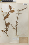 Erythroxylum cumanense Kunth, Trinidad and Tobago, W. E. Broadway 3517, F