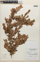 Erythroxylum cuneifolium (Mart.) O. E. Schulz, Brazil, L. R. H. Bicudo 165, F