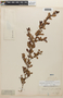 Erythroxylum cuneifolium (Mart.) O. E. Schulz, Brazil, J. B. E. Pohl 506, F