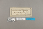 124281 Heliconius erato phyllis labels IN