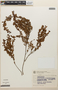Erythroxylum cuneifolium (Mart.) O. E. Schulz, Brazil, G. G. Hatschbach 28160, F