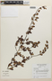 Erythroxylum cuneifolium (Mart.) O. E. Schulz, Brazil, L. R. H. Bicudo 1461, F