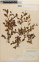 Erythroxylum cuneifolium (Mart.) O. E. Schulz, Argentina, E. Dinelli 5148, F