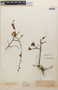 Erythroxylum cuneifolium (Mart.) O. E. Schulz, Paraguay, C. E. O. Kuntze s.n., F