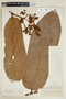 Virola mollissima (Poepp. ex A. DC.) Warb., PERU, F