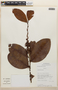 Erythroxylum macrophyllum Cav., Bolivia, T. J. Killeen 7570, F