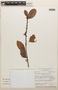 Erythroxylum macrophyllum Cav., Bolivia, M. J. G. Hopkins 80, F