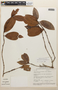 Erythroxylum macrophyllum Cav., Bolivia, M. J. Balick 1396, F