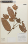 Erythroxylum macrophyllum Cav., Bolivia, T. J. Killeen 2168, F