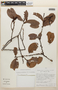 Erythroxylum macrophyllum var. macrophyllum, Peru, P. Nuñez V. 9787, F