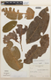 Erythroxylum macrophyllum Cav., Peru, T. C. Plowman 2595, F
