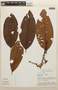 Erythroxylum macrophyllum Cav., Peru, A. H. Gentry 25407, F