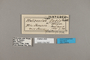 124287 Heliconius ethilla narcaea labels IN