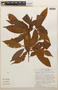 Erythroxylum aff. macrophyllum Cav., Peru, T. C. Plowman 7130, F