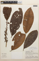 Erythroxylum macrophyllum Cav., Peru, A. H. Gentry 25407, F