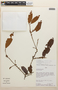 Erythroxylum macrophyllum Cav., Peru, A. H. Gentry 42899, F