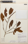 Erythroxylum macrophyllum Cav., Peru, A. H. Gentry 42899, F