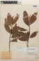Erythroxylum macrophyllum Cav., Peru, Ll. Williams 5865, F