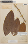 Erythroxylum macrophyllum Cav., Peru, Ll. Williams 1230, F