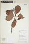 Psychotria cupularis (Müll. Arg.) Standl., GUYANA, F