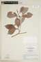 Psychotria cupularis (Müll. Arg.) Standl., FRENCH GUIANA, F