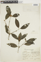 Psychotria nuda (Cham. & Schltdl.) Wawra, BRAZIL, F