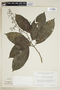 Psychotria pichisensis Standl., PERU, F