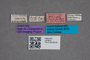 2819574 Olophrum recticolle var curtipenne ST labels IN