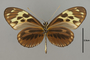 124311 Heliconius pardalinus v IN