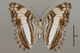 124744 Adelpha thesprotia v IN