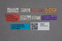 2819588 Boreaphilus velox var hummleri LT labels IN
