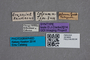 2819608 Anthobium celsum ST labels IN