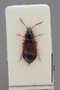 2819609 Anthobium cerrutii HT d IN