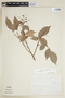 Rourea glabra Kunth, Mexico, F. Chiang C. 181, F