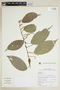 Acalypha diversifolia Jacq., H. Zomer 182, F
