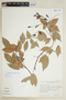 Rourea glabra Kunth, C. Davidson 7603, F