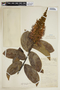 Combretum cacoucia Exell, W. A. Schipp 87, F