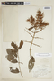 Combretum fruticosum (Loefl.) Stuntz, P. H. Gentle 368, F