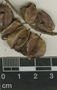 Combretum fruticosum (Loefl.) Stuntz, P. H. Gentle 418, F