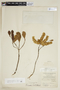 Terminalia amazonia (J. F. Gmel.) Exell, H. H. Bartlett 12870, F