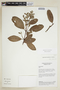 Laguncularia racemosa (L.) C. F. Gaertn., Sediles 444, F